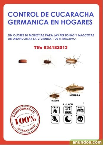 Problema de cucaracha en casa y el hogar