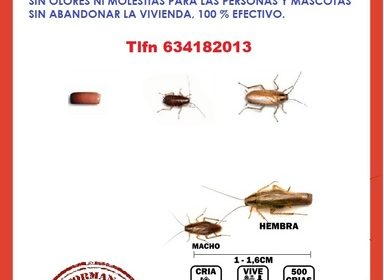 problema-de-cucaracha-en-casa-y-el-hogar-580682-1