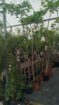 ARBOLES FRUTALES Y ORNAMENTALES