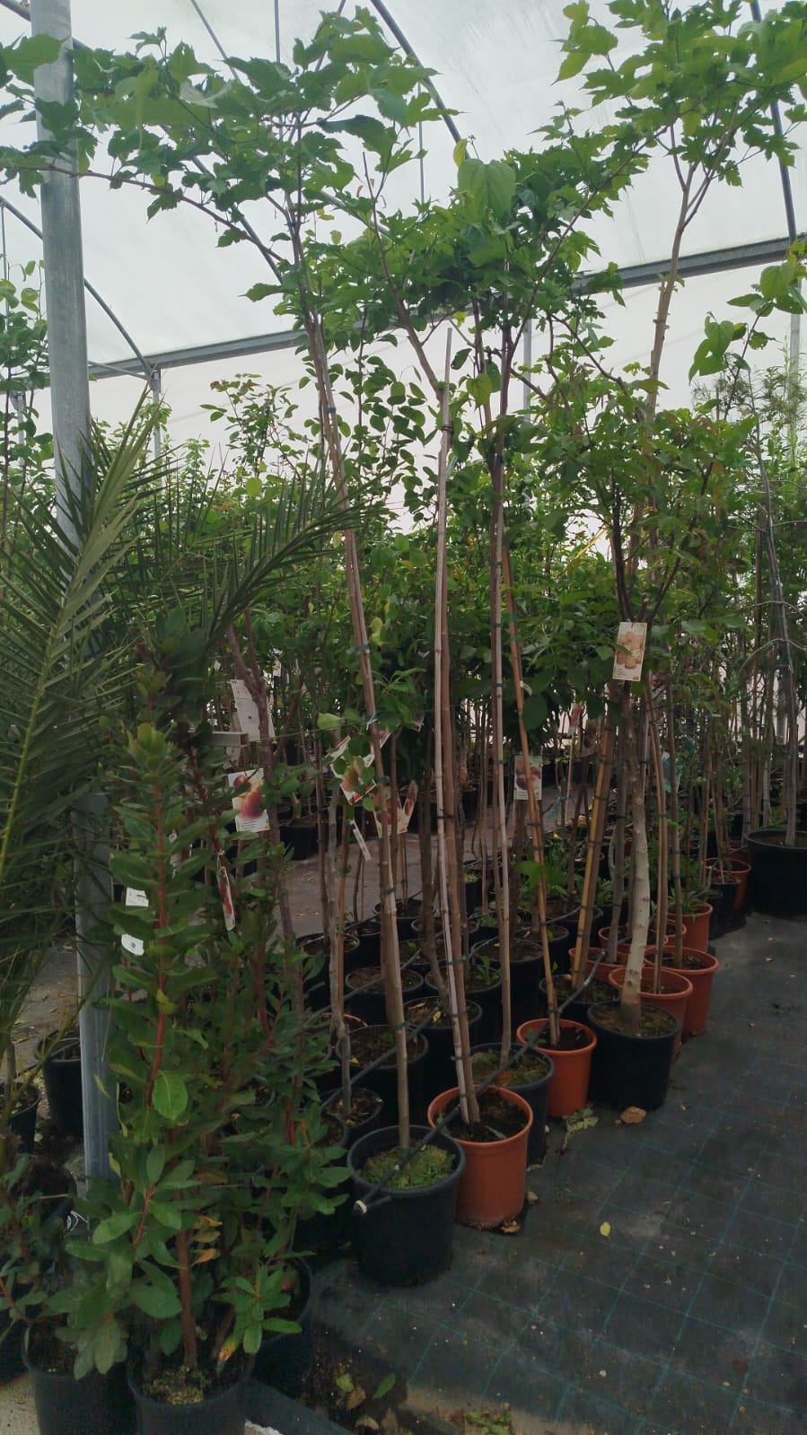 ARBOLES FRUTALES Y ORNAMENTALES