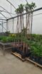 ARBOLES FRUTALES Y ORNAMENTALES