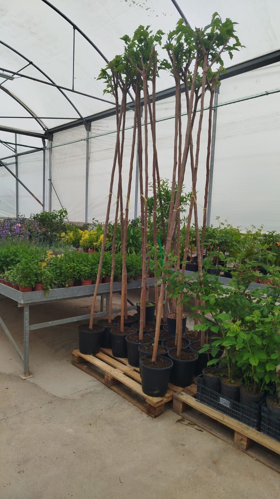 ARBOLES FRUTALES Y ORNAMENTALES