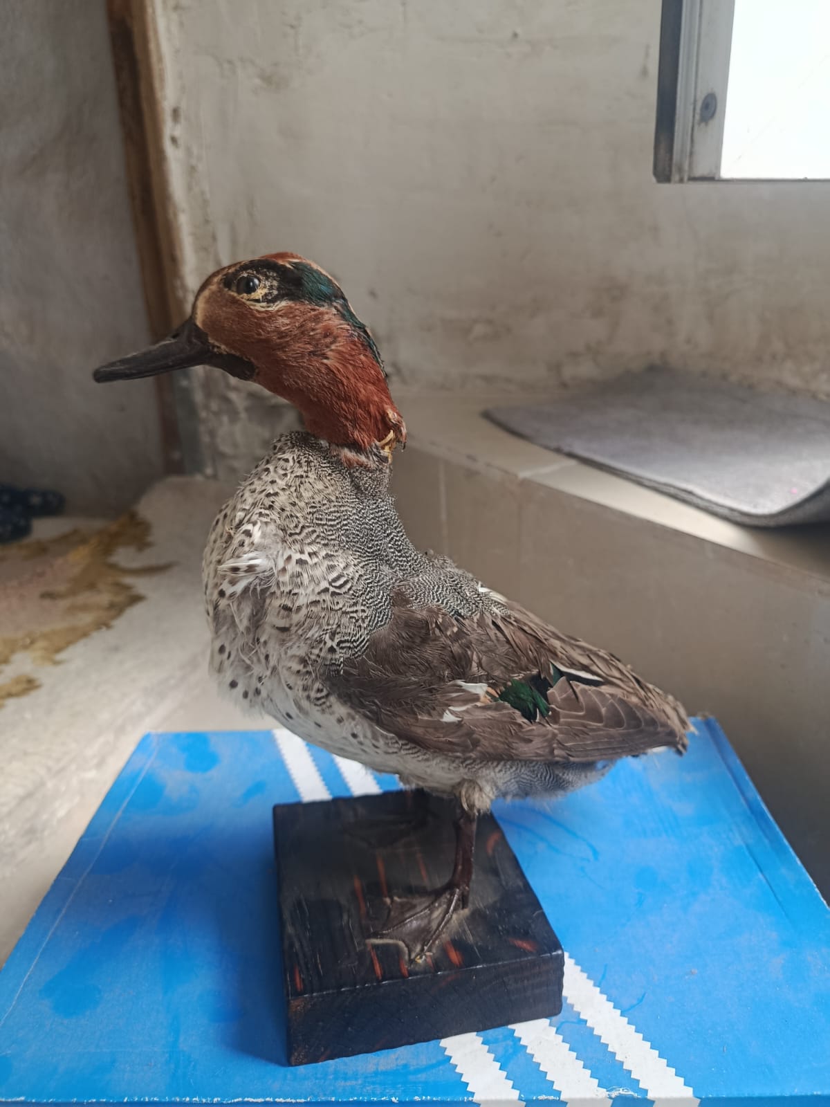 Pareja de patos disecados