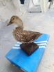 Pareja de patos disecados